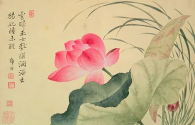 Fleur de lotus, par Yun Shou-P
